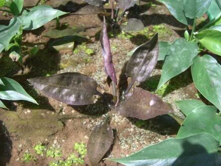 crypto plant killed by salt